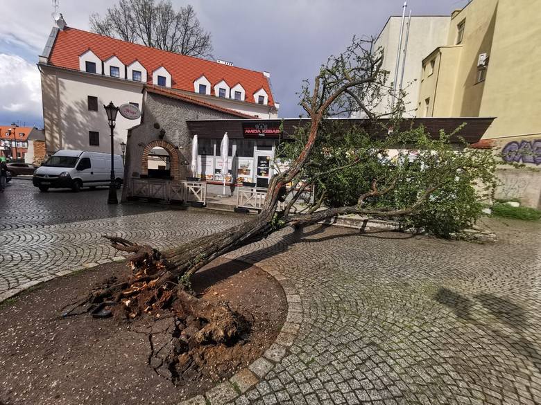 Drzewo na zielonogórskim deptaku zostało powalone przez silny wiatr. Mieszkańcy nie mogą odżałować straty. Każde drzewo na deptaku jest na wagę złot
