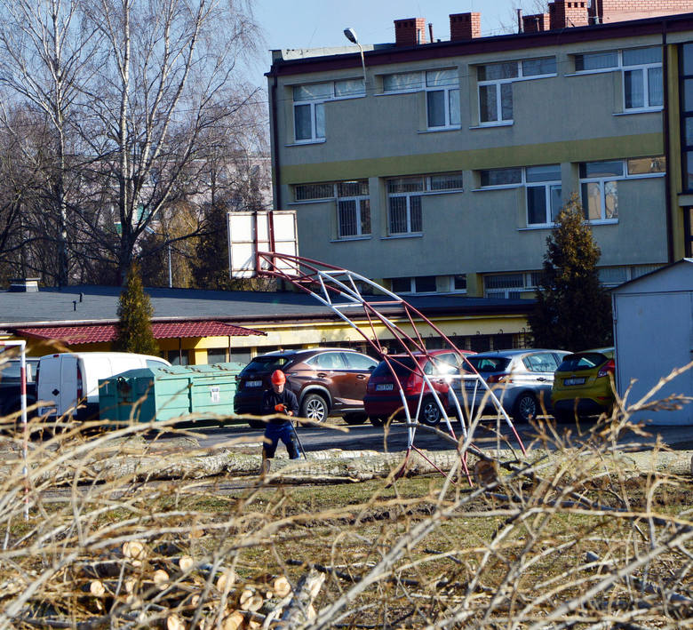 Wycięto stare topole przy II LO w Łowiczu. Powstaną tam nowoczesne boiska  [ZDJĘCIA]