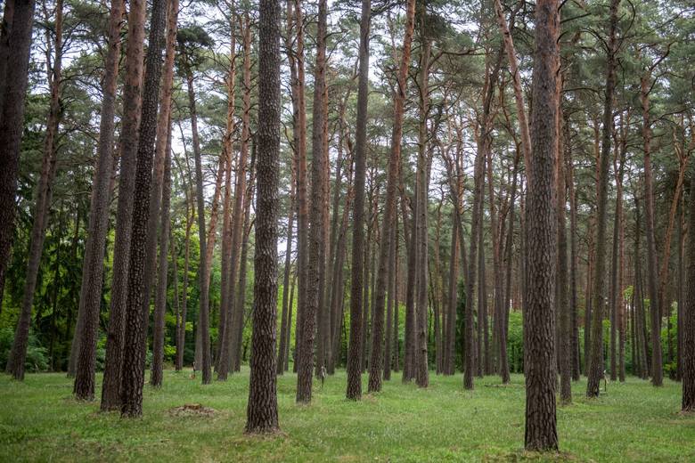 Nadleśnictwo Oborniki to ponad 20 hektarów lasu, który tworzy kilka leśnictw. Króluje tu sosna, której powierzchnia zajmuje ok. 93 procent. Ta monokultura przeplatana jest jednak prawdziwymi perełkami gatunków i siedlisk objętych ochroną prawną.