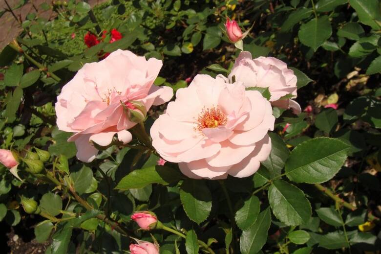 Róże kupowane w pojemnikach można sadzić przez cały sezon. Róże z gołym korzeniem sadzi się najczęściej jesienią. Wyjątkiem są róże pienne.