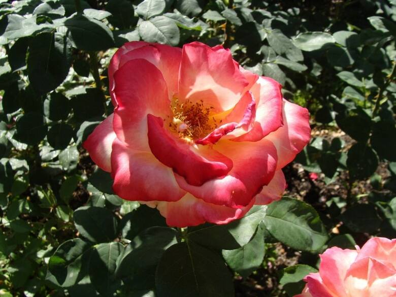 Róże posadzone jesienią należy przyciąć dopiero wiosną, a na zimę zabezpieczyć je przed mrozami.