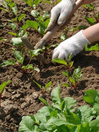 O zdrowie warzyw trzeba zadbać jeszcze przed ich posadzeniem - m.in. dobrze przygotowując glebę.