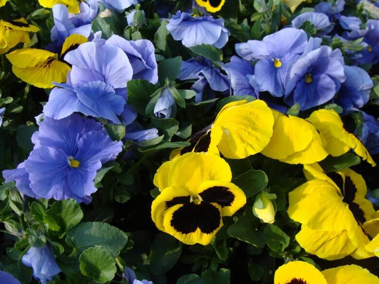 Bratki ogrodowe można kupić już wczesną wiosną. Nie są one wymagające, za to wybór kolorów ich kwiatów jest bardzo duży.