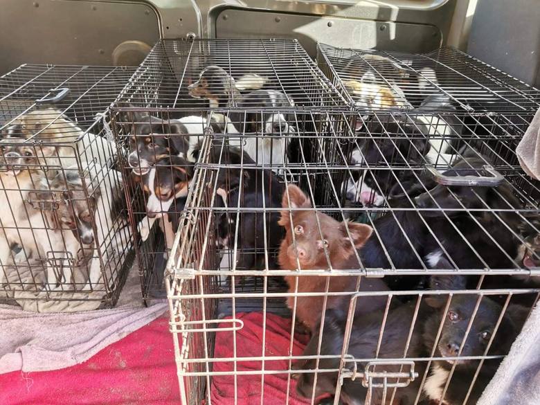 Psy stłoczone w klatkach to już znany obrazek, jeśli chodzi o zwierzęta "pod opieką" niemieckiej właścicielki. Rok temu blisko 400