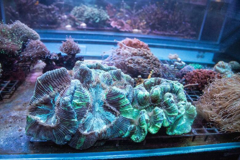 Rafa koralowa wrocławskiego zoo, którą dotychczas widzieli nieliczni