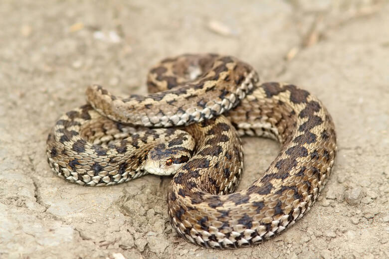 Żmija zygzakowata (Vipera berus) to jedyny jadowity wąż, występujący naturalnie w Polsce. Charakteryzuje się ciemnym wzorem na grzebiecie, stąd jej nazwa.