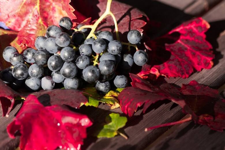 Ze zbiorem winogron na wino czekamy, aż owoce będą bardzo dojrzałe. Wtedy mają najwięcej cukru, co przełoży się na zawartość alkoholu.