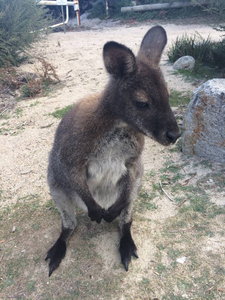 Kangury - symbol Australii - można spotkać prawie wszędzie.