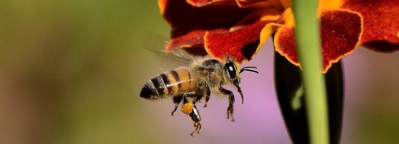 Z kamerami, czujkami: armia pszczół - robotów. Czy zastąpi prawdziwe, wymierające pszczoły?