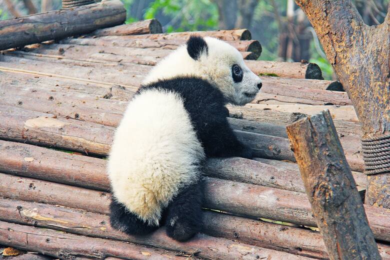 Malutkie pandy są jednymi z najbardziej bezbronnych zwierząt wśród ssaków, a śmiertelność u młodych sięga nawet 70%. Kiedy przychodzą na świat ważą niespełna