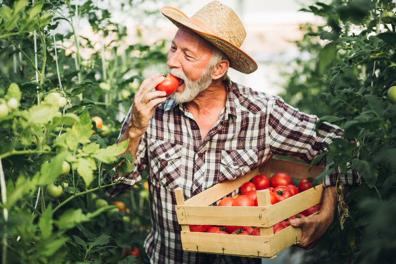 Naukowcy sprawdzili, czy spożywanie pomidorów oraz produktów na ich bazie, jest pomocne w zapobieganiu i leczeniu nadciśnienia.