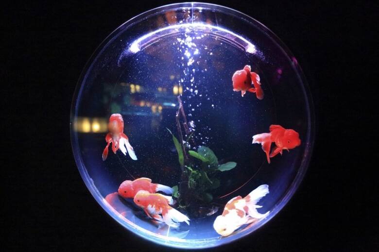 Kuliste akwarium i jego wypukłe ścianki w groteskowy sposób zniekształcają obraz roślin i zwierząt umieszczonych we wnętrzu takiego naczynia. Ich wygodna