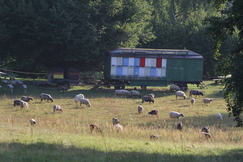 Owce Towarzystwa Przyjaciół Dolnej Wisły podczas wypasu