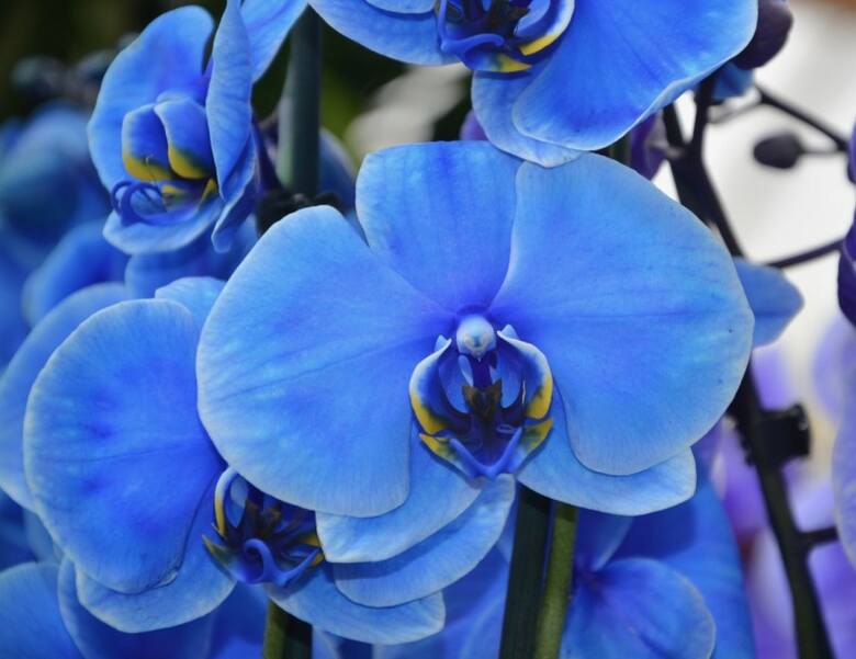 Niebieskie storczyki są droższe od innych, bo wiele roślin niszczy się w procesie barwienia.