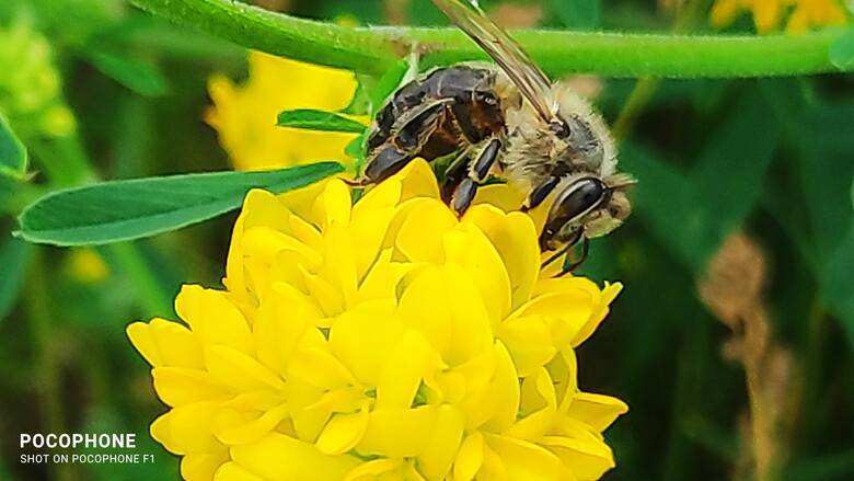 Lucerna sierpowata, na której pszczoła szuka nektaru