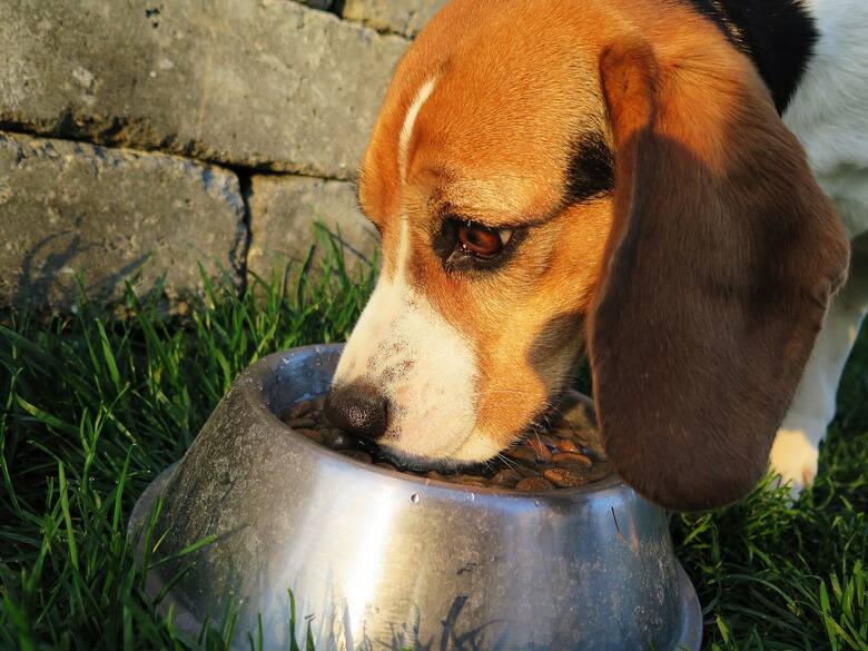Posiadacz psa ma obowiązek zapewnienia mu odpowiedniej karmy i stałoego dostępu do wody.