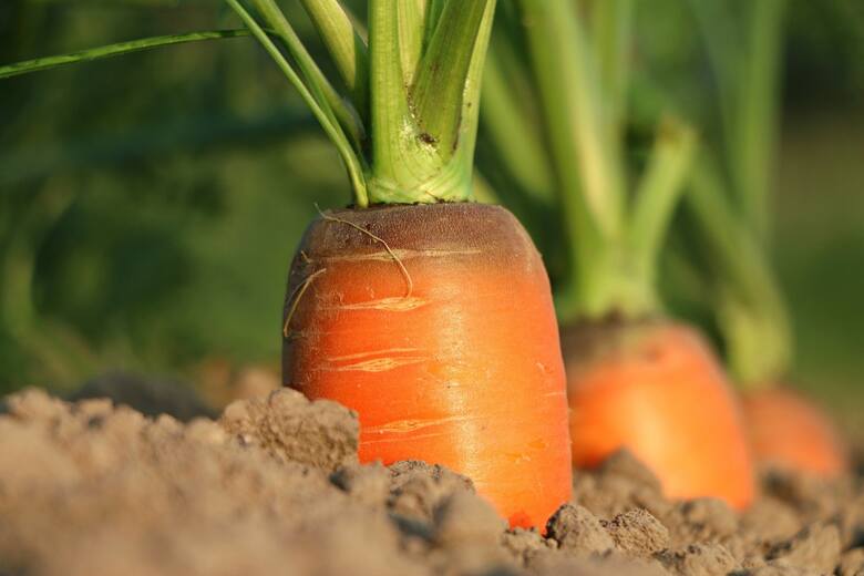Marchew należy do najzdrowszych warzyw, jest też lekkostrawna. Warto ją mieć w ogrodzie.