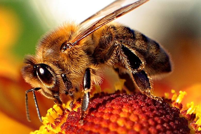 Pszczoły cechują się specyficznym puszkiem. Owady te są owłosione.