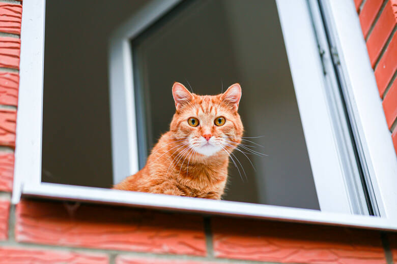Kot w domu - zabezpiecz okna i balkon?