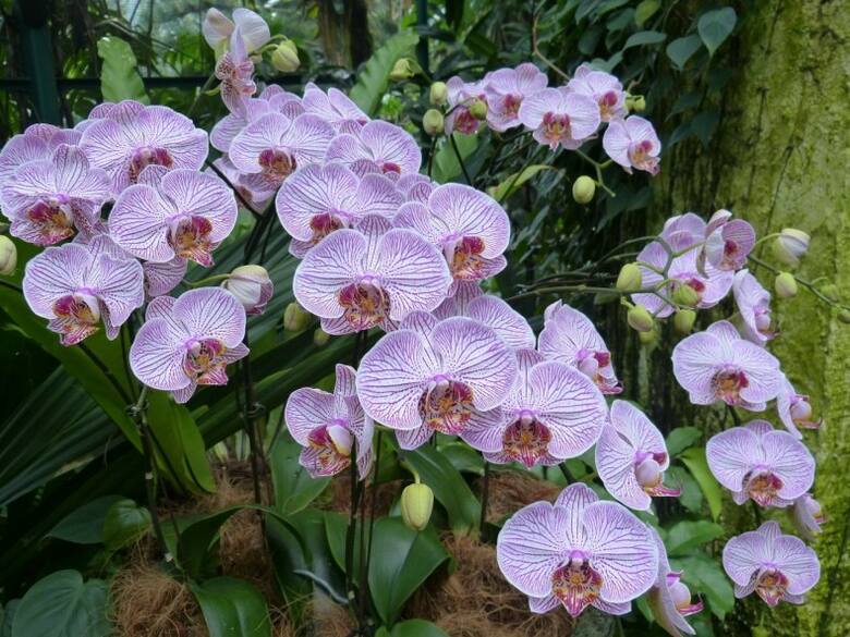 Falenopsisy są bardzo dekoracyjne i dobrze przystosowane do domowych warunków. To prawdopodobnie najpopularniejsze obecnie kwiaty doniczkowe.