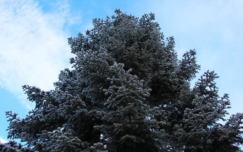 Poniedziałek, 16 stycznia, przywitał mieszkańców Zielonej Góry prawdziwie zimową aurą. W nocy spadło kilka centymetrów śniegu.