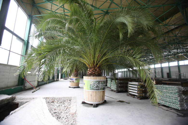 Gdzie są palmy z rynku w Katowicach? Oto ZDJĘCIA palm na zimowisku w hali Jantor