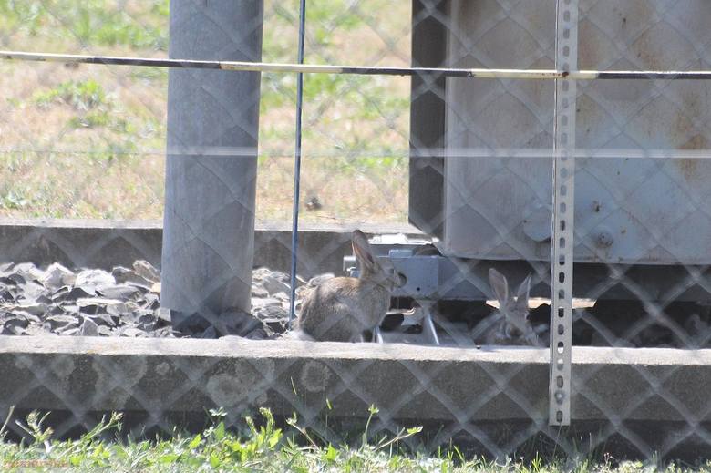 Na terenie rozdzielni prądu należącej do Energi, w okolicach Tesco, można spotkać sporych rozmiarów populacje dzikich królików