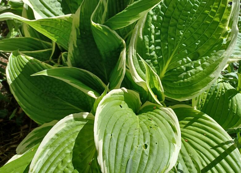 Funkia (hosta) to ozdobna roślina, którą często uprawiamy w ogrodach. Jej liście są nie tylko dekoracyjne, ale też jadalne i bardzo smaczne.