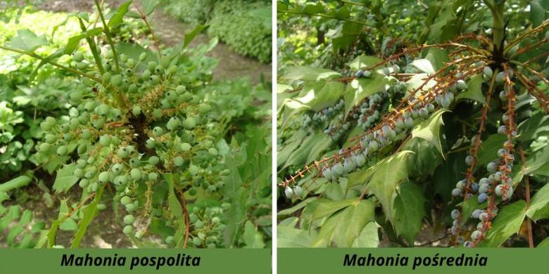 Kwiatostany i owocostany mahonii pospolitej są znaczni krótsze i bardziej skupione niż mahonii pośredniej.