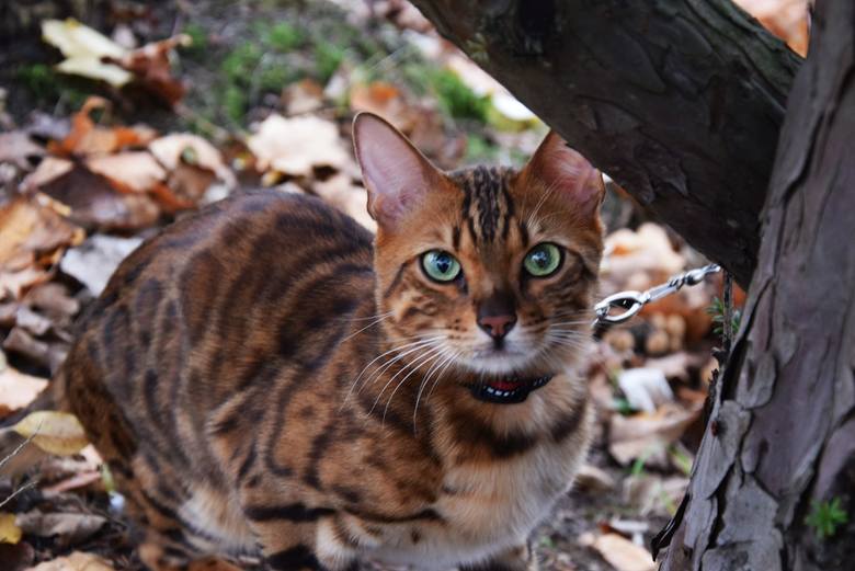Taki cudny zwierzak mieszka w Zielonej Górze! Poznajcie przepięknego kota bengalskiego. Właściciel: to wymagająca rasa, nie jest dla każdego