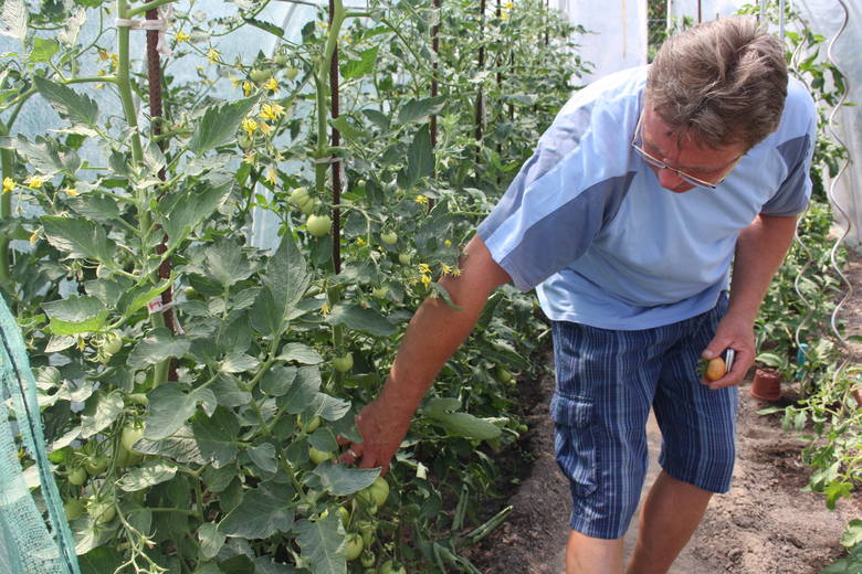 Piotr Holewa przygodę z uprawą gigantycznych warzyw rozpoczął kilka lat temu