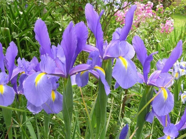 Irysy holenderskie mają różne kolory i smukłe płatki kwiatów. Są średniej wielkości.