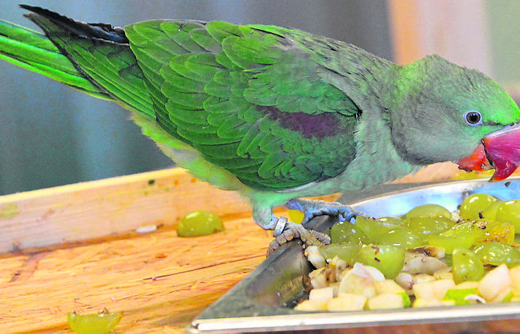 Które gatunki papug najlepiej sprawdzą się w roli domowych pupili?