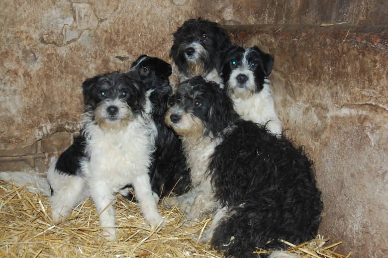 Tym zwierzakom pomagali wolontariusze Fundacji Fioletowy Pies. Setki czworonogów dostały dzięki nim drugie życie.