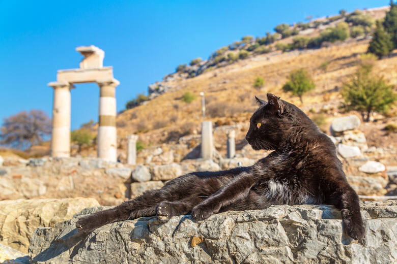 Kot na ruinach starożytnego miasta Efez w Turcji