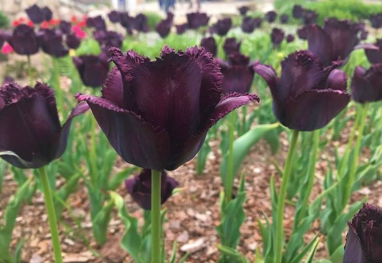 fot. Magiczne Ogrody - tulipan "Fringed Black"