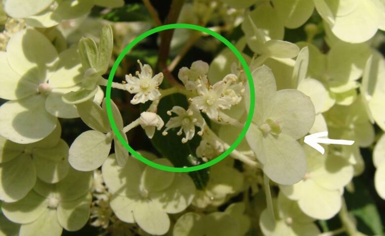 Hortensje bukietowe mają dwa rodzaje kwiatów - duże kwiaty płonne (zaznaczone strzałką) oraz niepozorne i drobne kwiaty płodne (w kółku).