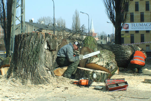 W mieście wycina się m.in. drzewa  chore, stare, które zagrażają  bezpieczeństwu.