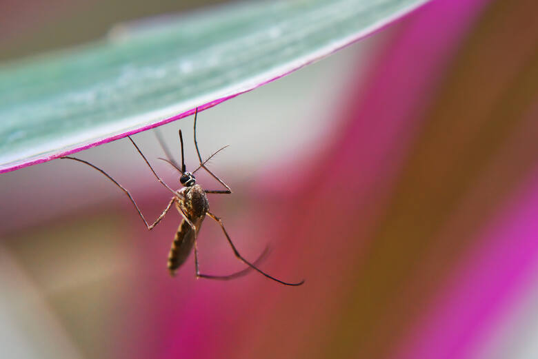 Widok tropikalnego komara w powiększeniu
