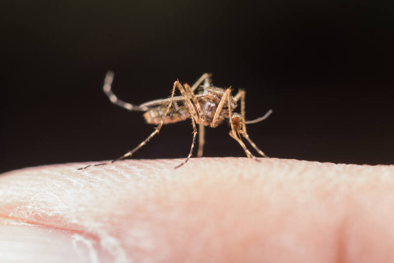 Dengę przenoszą komary