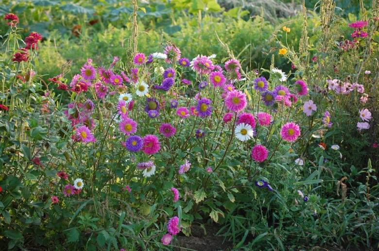 Te kolorowe kwiaty pięknie wyglądają na swobodnych, wiejskich rabatach.