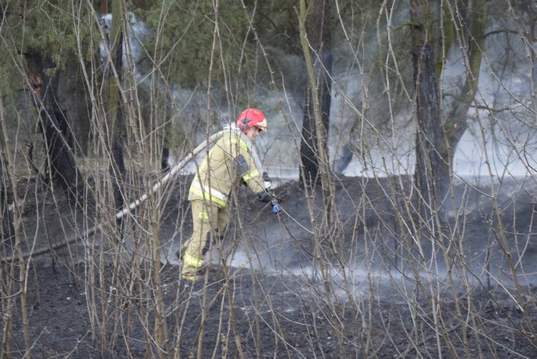 Zapalił się las na skierniewickim poligonie. Ogień gasili strażacy z Państwowej Straży Pożarnej i Ochotniczej Straży Pożarnej w Skierniewicach, a także strażacy z OSP Maków. Z pomocą śpieszyła również OSP z Mokrej Lewej.