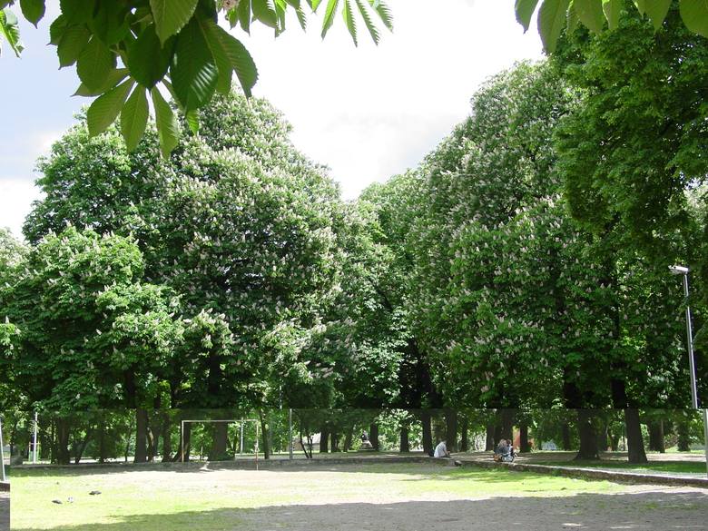 Park Dąbrowskiego położony jest w samym centrum miasta, między ul. Ogrodową, Ratajczaka, Półwiejską i Starym Browarem