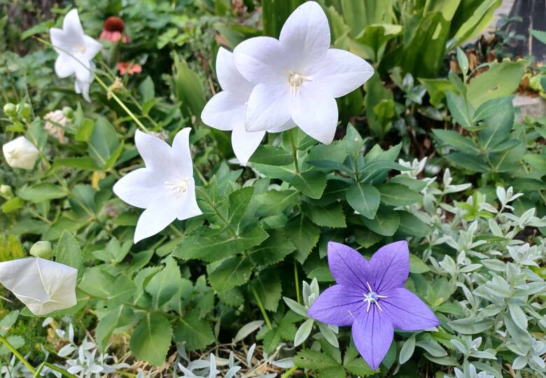 To ładne i odporne kwiaty. Pamiętaj tylko, że wiosną późno wychodzą (nawet w maju), więc nie trać nadziei, jeśli nie pokazują się po kilku cieplejszych