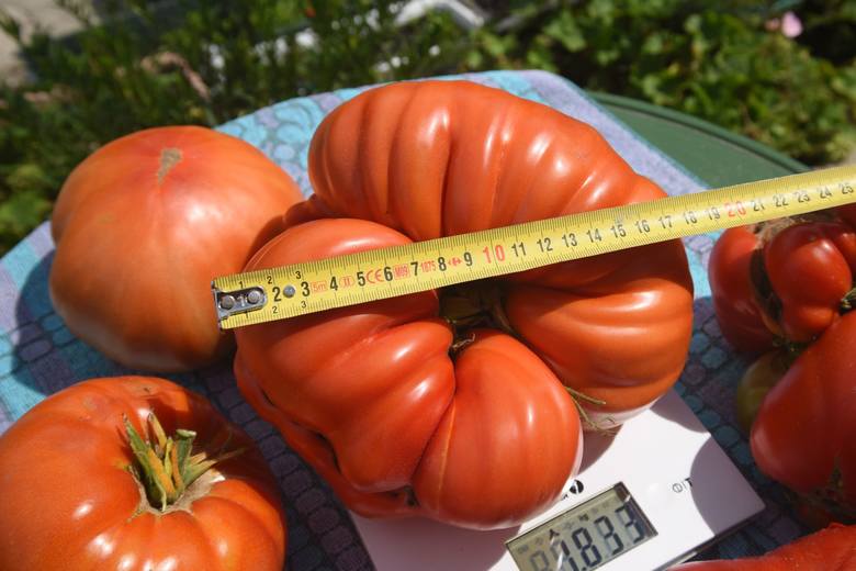 Gigantyczne pomidory z działki pana Ryszarda 