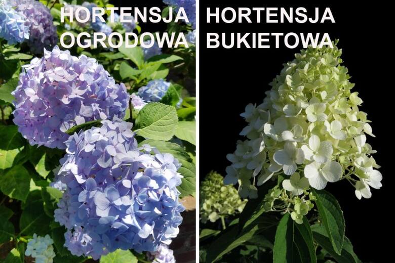 Hortensje ogrodowe mają kuliste kwiatostany o różnych kolorach kwiatów (łącznie z białym). Hortensje bukietowe mają kwiatostany stożkowate, najczęściej