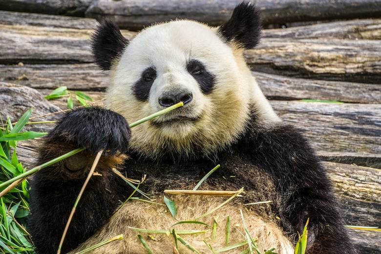 Pomysł sprowadzenia pand do gdańskiego zoo rozpalił polityczne emocje