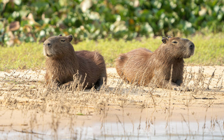 Czujne kapibary