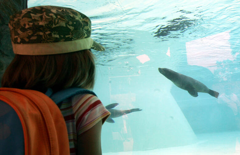Dziecko ogląda ryby w akwarium