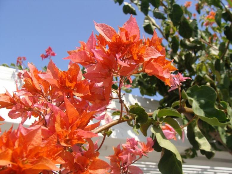 Bugenwille mają przeróżne kolory. Mogą się też różnić kształtem liści przykwiatkowych. Są także odmiany pełne.